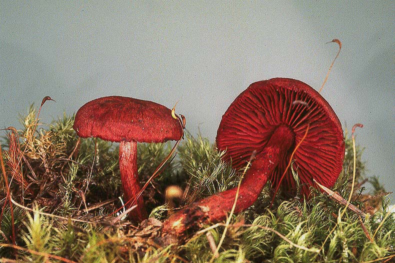 Cortinarius neosanguineus